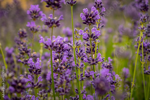 bl  hender Lavendel auf den Lavendelfeldern