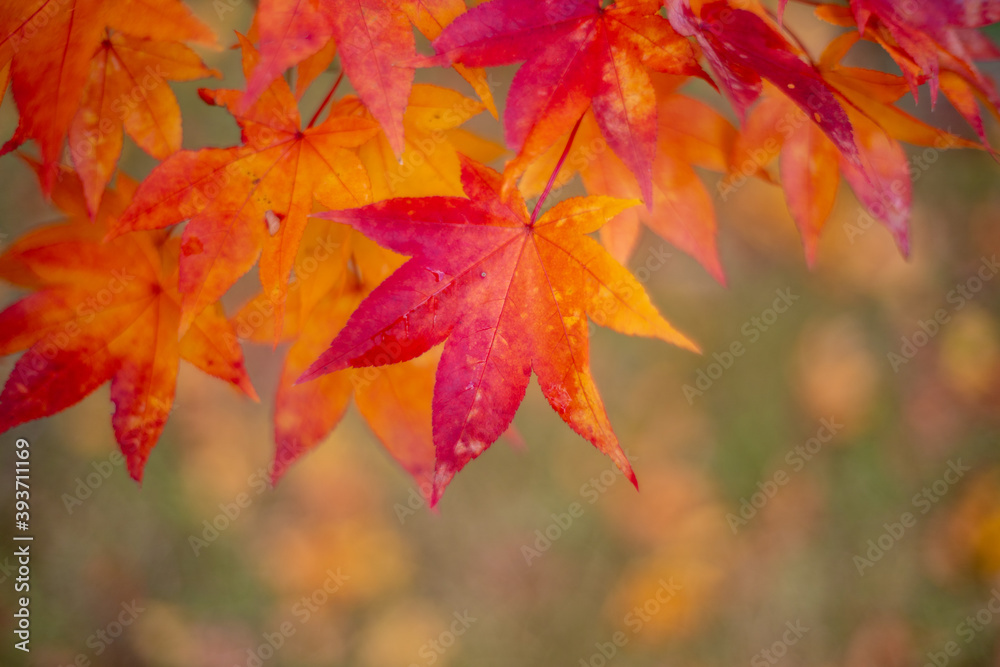 紅葉 紅葉