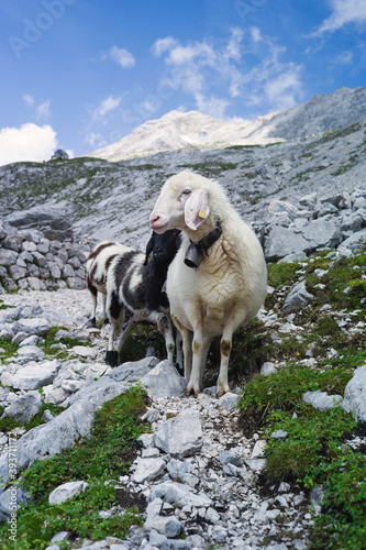 Experience the awe-inspiring beauty of the Alps with mountain goats and cows grazing in the lush fields. Get a taste of alpine life and enjoy the serenity of nature.