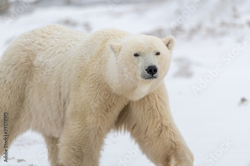 One single male polar bear looking towards the camera with grass, snowy snow landscape tundra in camera photo frame. Large hump on shoulders very prominent. Churchill, Manitoba, in northern Canada. 