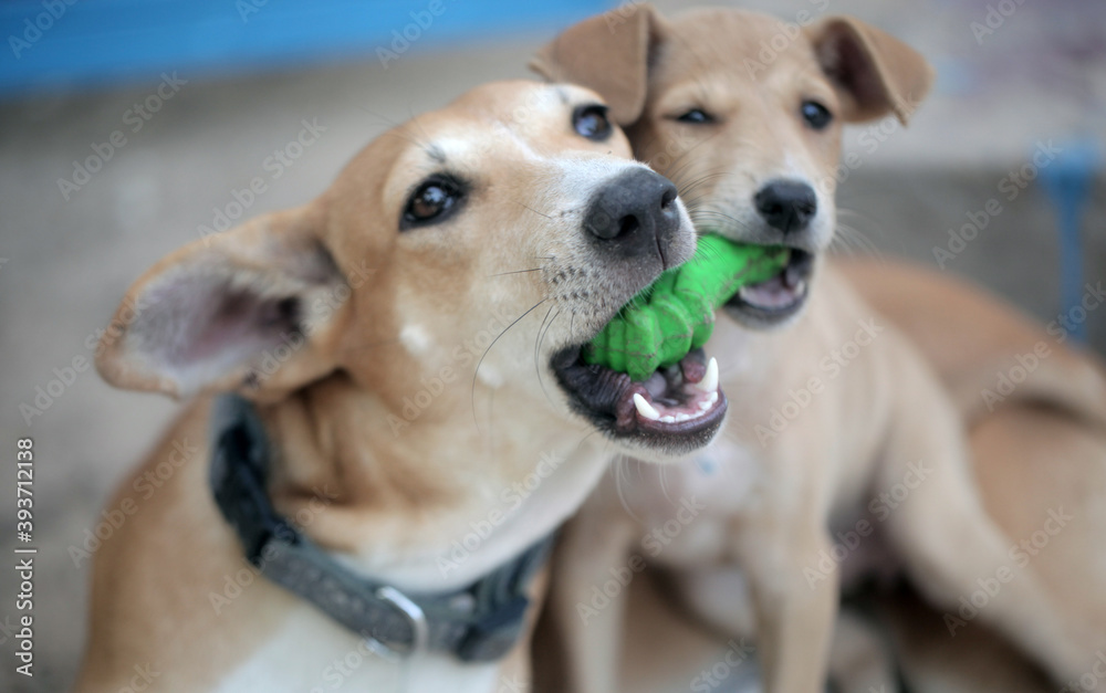 horizontal closeup photography of two dogs - adult brown and white female and a small puppy both holding a green plastic toy, looking into camera, with  natural light outdoors, in the Gambia, Africa