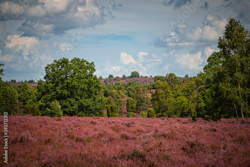 Bl  hende Heidelandschaft in der L  neburger Heide