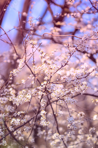Close up on a blossoming in springtime trees full of white seasonal flowers © gabriela