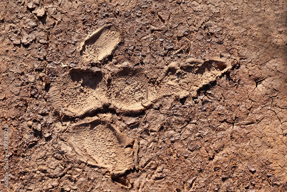Footprint of Australian Emu in mud