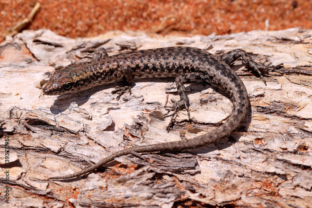 Ragged Snake-eyed Skink Ragged Snake-eyed Skink