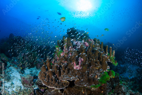 Fototapeta Naklejka Na Ścianę i Meble -  Colorful tropical fish on a coral reef in Asia