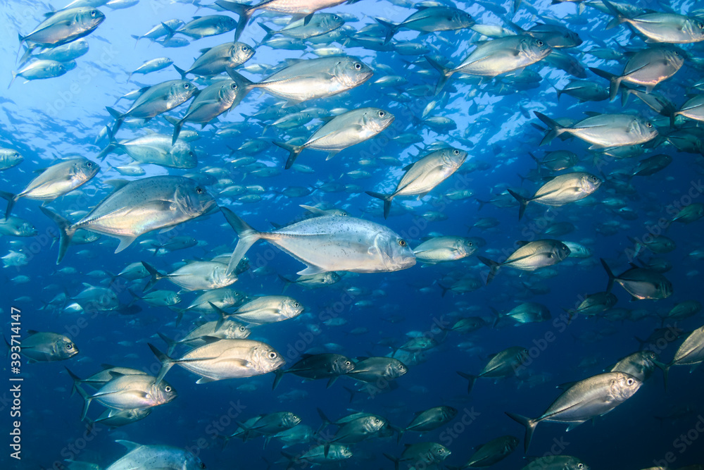 Fototapeta premium School of Jackfish in a blue ocean