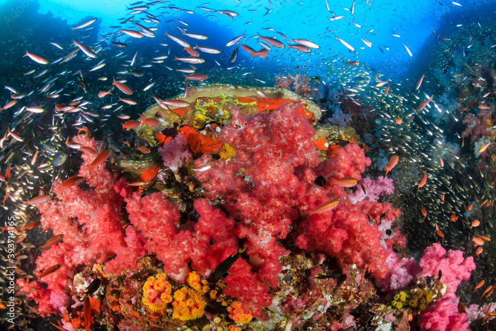 Fototapeta premium Colorful tropical fish on a coral reef in Asia
