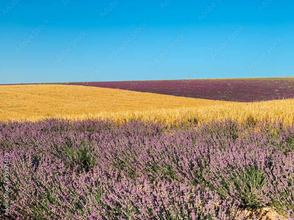 landscape field of lavender and yellow wheat before the harvest