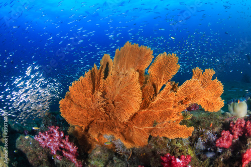 Large Seafan on a tropical coral reef