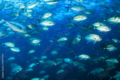 School of Jackfish in a blue ocean © whitcomberd