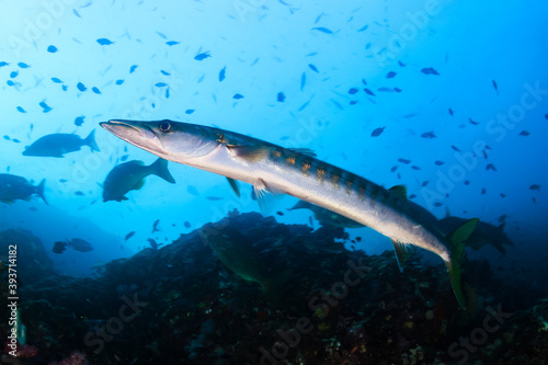 Large Barracuda on a tropical coral reef © whitcomberd