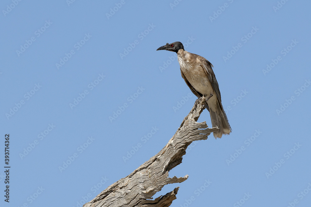 Noisy Friarbird perched on dead tree limb Noisy Friarbird perched on dead tree limb