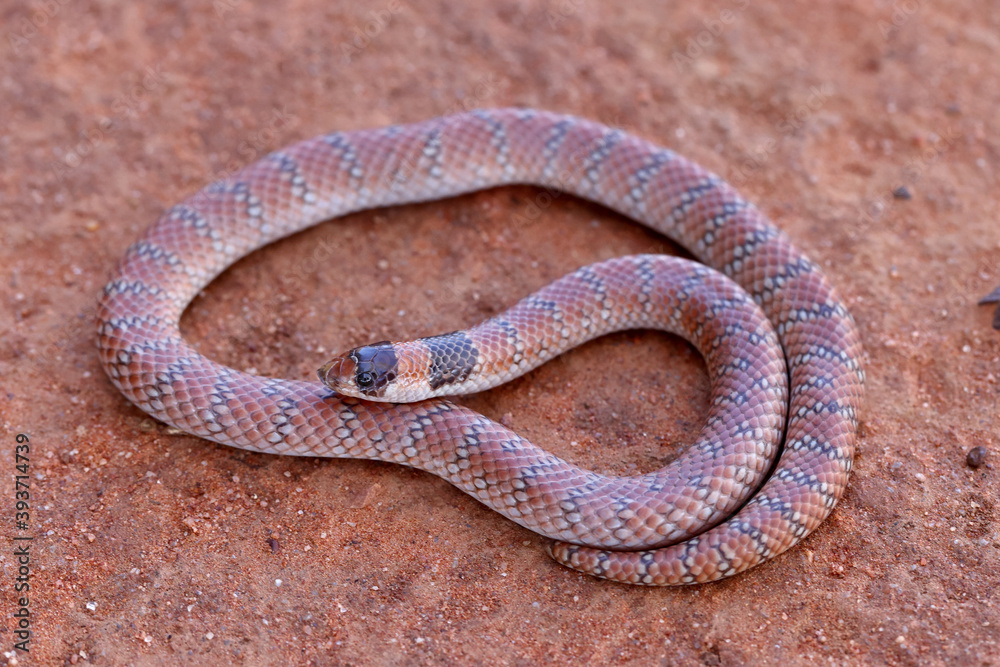 Fototapeta premium Close up of Australian Coral Snake