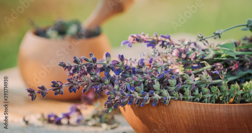 Salvia pratensis , meadow clary or meadow sage purple fresh flowers near mortar with cooked dried herb. Medicinal herbs. self-medication. Collecting herbal plants for medicine and cosmetology