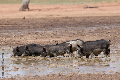 Canvastavla Feral pigs wallowing in mud pool