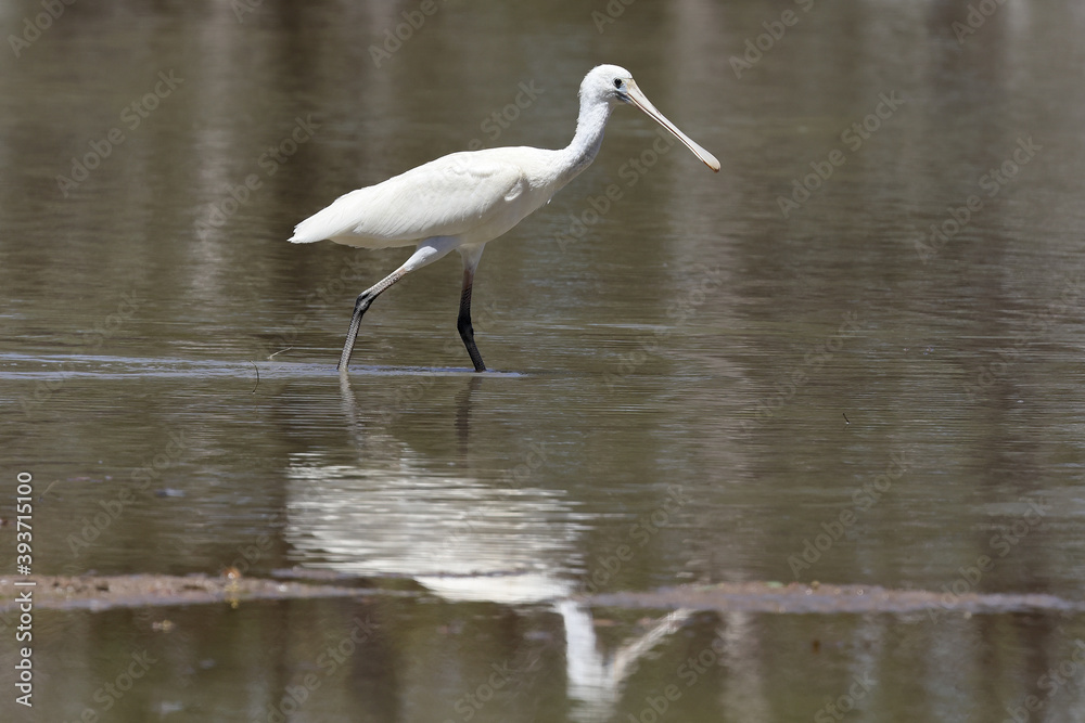 Naklejka premium Yellow-billed Spoonbill feeding in shallow water