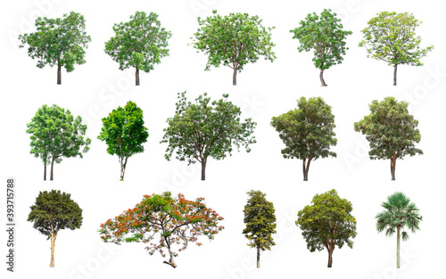 Isolated trees collection on white background