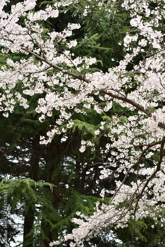 Cherry blossom in a park Cherry blossom in a park