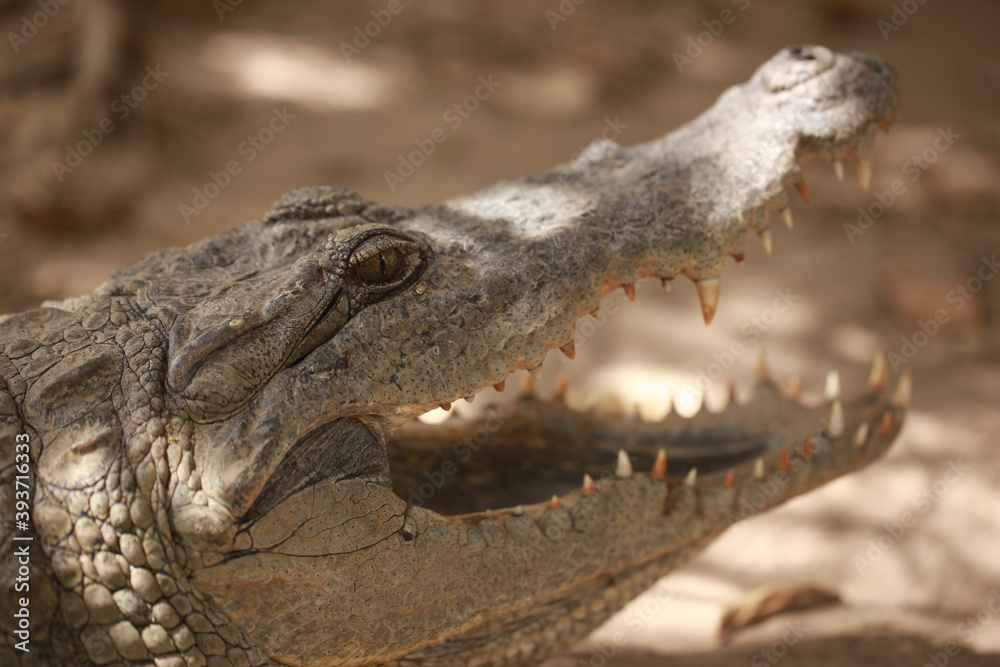 Obraz premium closeup nature - photography of a big crocodile head, with mouth open, outdoors on a sunny day in Katchikally, Gambia, Africa