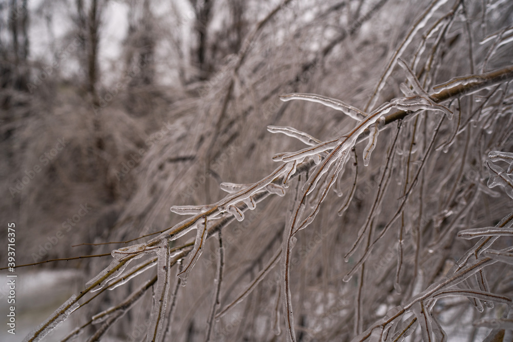 Fototapeta premium trees and spruce in winter