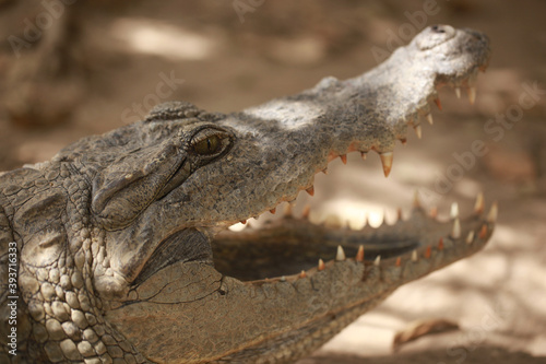 closeup nature  -  photography of a big crocodile head, with mouth open, outdoors on a sunny day in Katchikally, Gambia, Africa