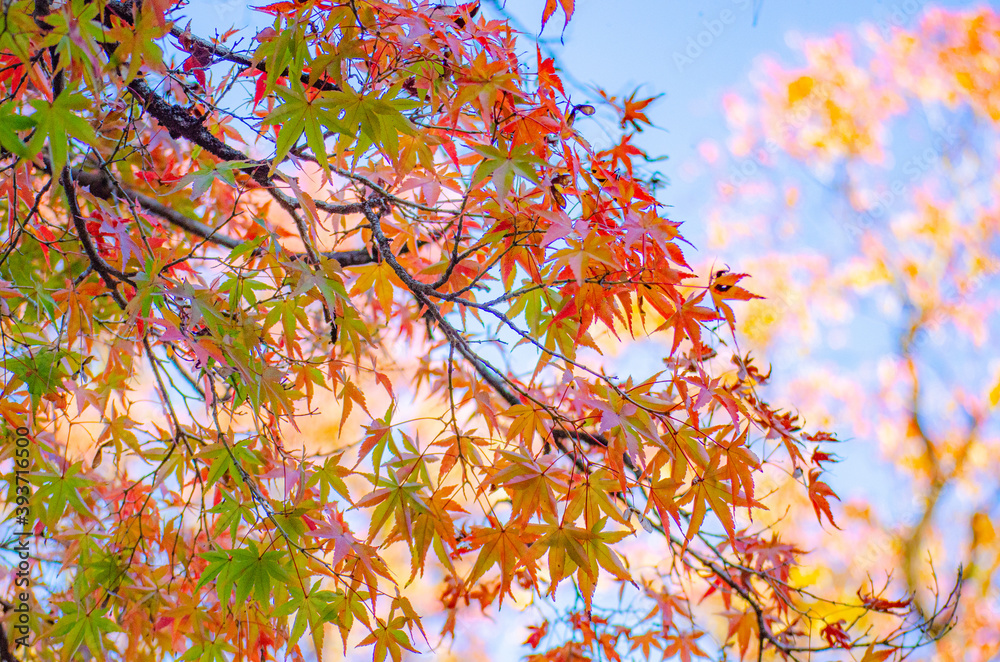 紅葉したカエデの葉 紅葉したカエデの葉