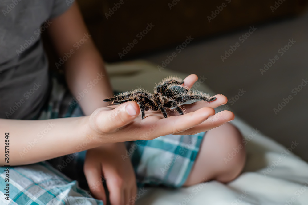 Obraz premium large tarantula on child's arm. scary spider crawls over a boy.
