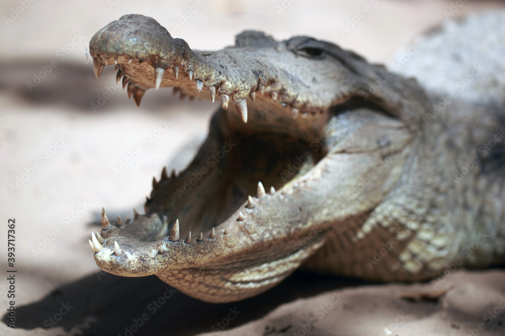 Obraz premium closeup nature - photography of a big crocodile head, with mouth open, outdoors on a sunny day in Katchikally, Gambia, Africa