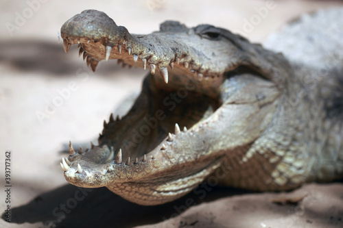 closeup nature  -  photography of a big crocodile head  with mouth open  outdoors on a sunny day in Katchikally  Gambia  Africa