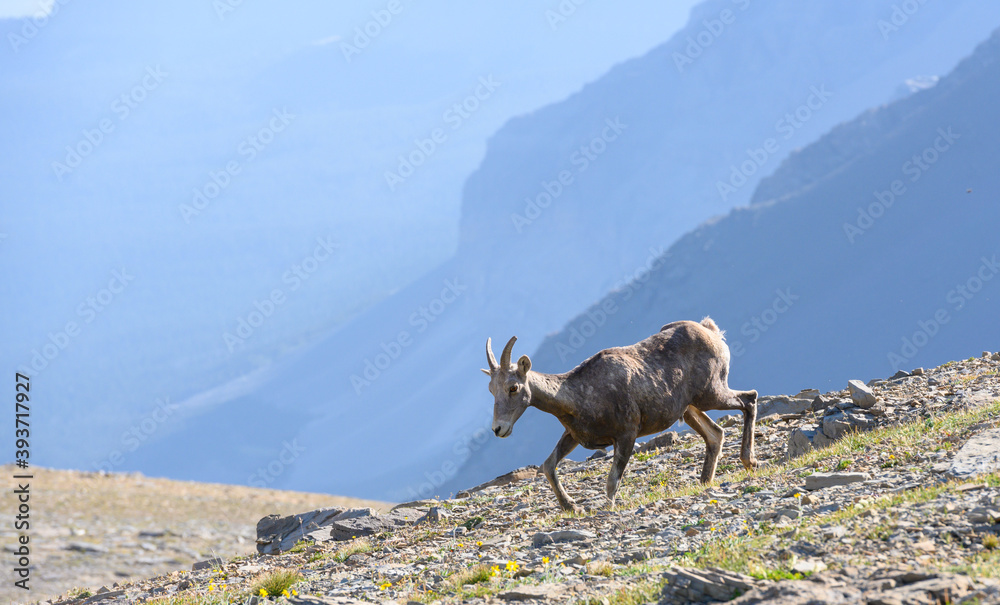 Fototapeta premium Bighorn Sheep Grazes in Dry Field in Montana Mountains