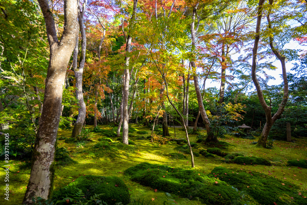 Fototapeta premium 紅葉の訪れ