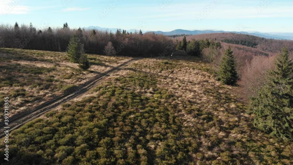 Bilberry fields in Beskid Sadecki Mountains in late autumn Bilberry fields in Beskid Sadecki Mountains in late autumn