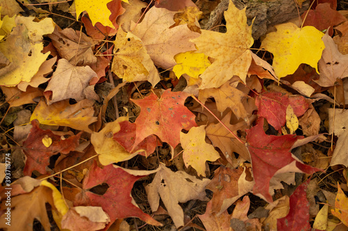 Fall Leaves Yellow and Red