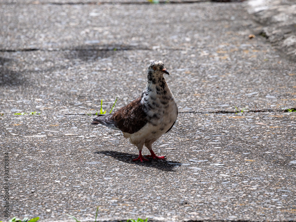 Obraz premium Pigeon, Species of Birds in the family Columbidae (order Columbiformes) Standing on Asphalt at Day