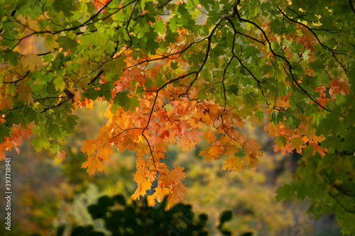Fall Leaves Change Colour