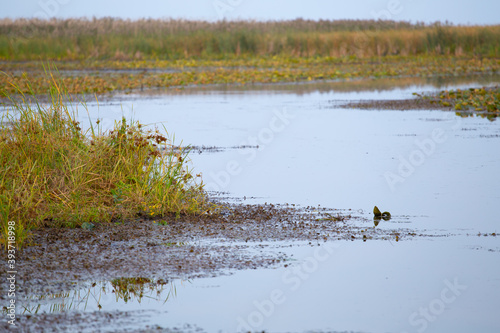 Point Pelee Marsh in Evening
