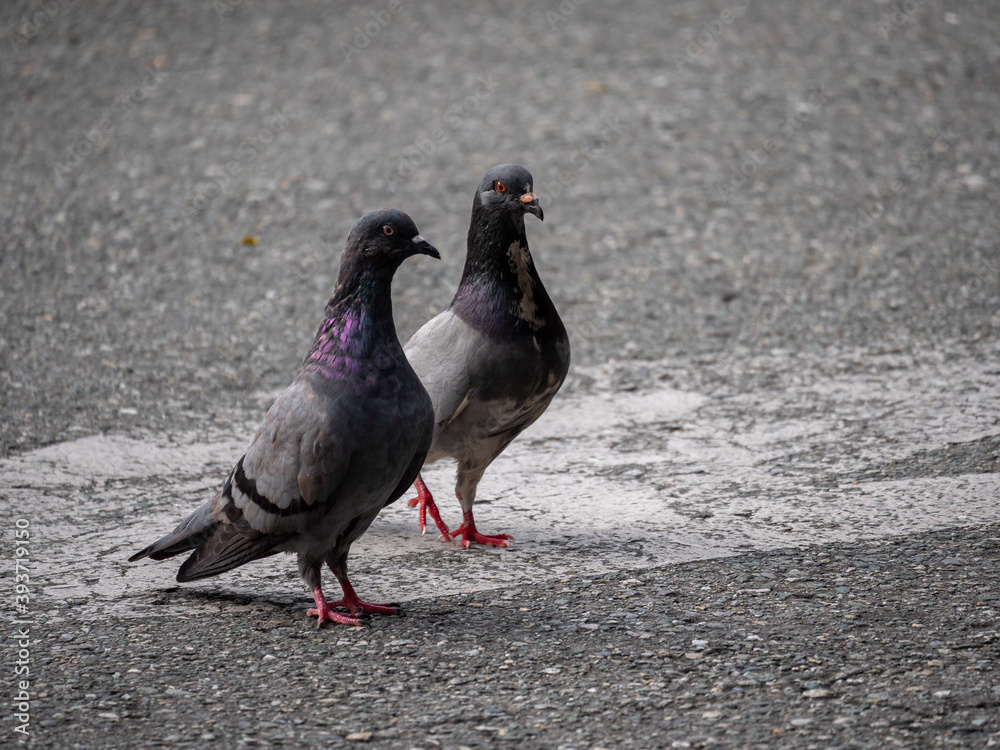 Obraz premium Two Pigeons, Species of Birds in the family Columbidae (order Columbiformes) Walking on Asphalt at Day