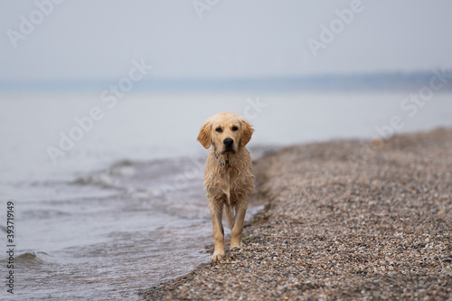 Handsome Goldador Standing on the Beach after a Swim