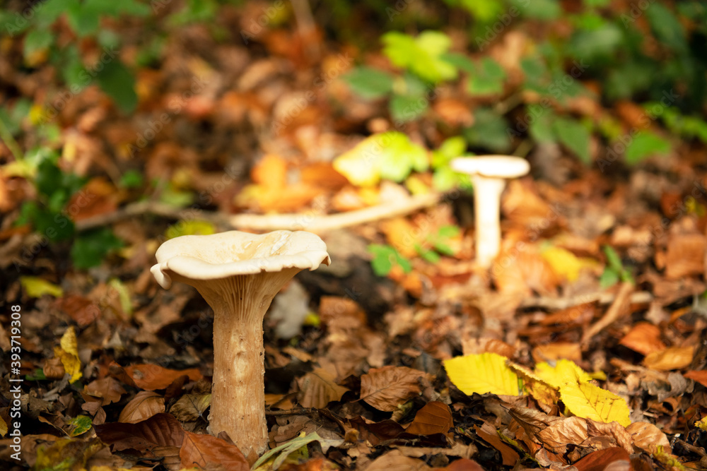 Wild mushrooms in the autumn forest, blurred background. Wild mushrooms in the autumn forest, blurred background.