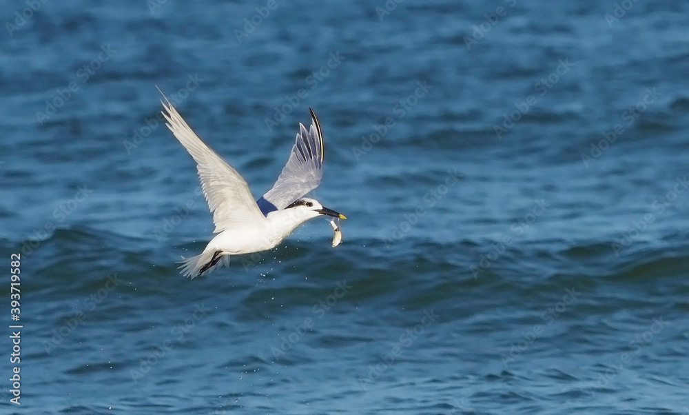 Sandwich Tern (Thalasseus sandvicensis) diving and catching a small fish in the Gulf of Mexico at St. Pete Beach, Florida Sandwich Tern (Thalasseus sandvicensis) diving and catching a small fish in the Gulf of Mexico at St. Pete Beach, Florida