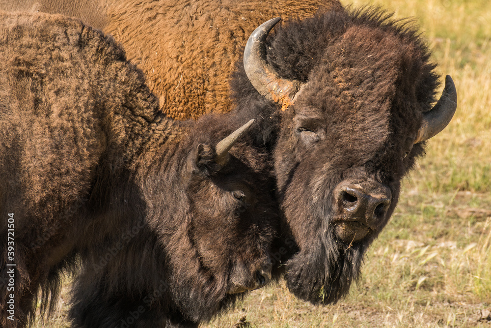 Bison Cuddle Bison Cuddle