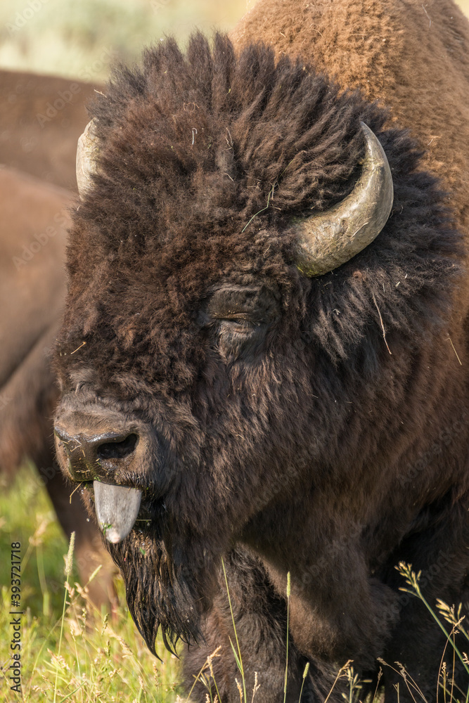 Bison Rut