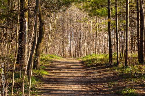 Fall Forest Trail
