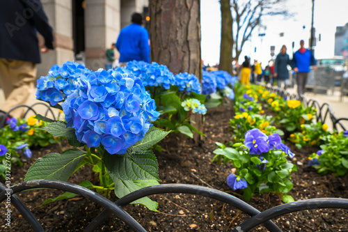 Blue and yellow flowers on Boylston Street for Boston Marathon weekend photo