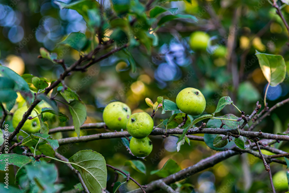 Closeup shot of wild green apples growing in the english countryside, apple harvest in late summer, growing fresh and delicious wild apples. Closeup shot of wild green apples growing in the english countryside, apple harvest in late summer, growing fresh and delicious wild apples.
