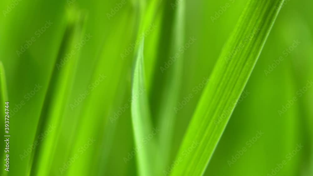 Abstract macro shot of blades of green grass. Dew drops shine with splendor. Beautiful lens blur bokeh. Сloseup rotation Abstract macro shot of blades of green grass. Dew drops shine with splendor. Beautiful lens blur bokeh. Сloseup rotation