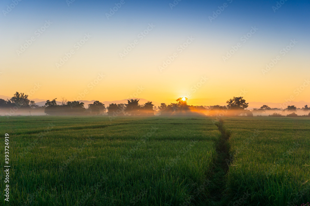 sunrise over the field