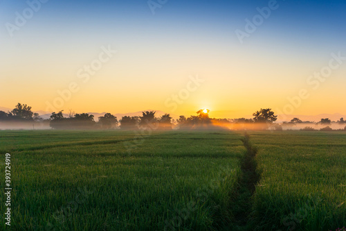 sunrise over the field