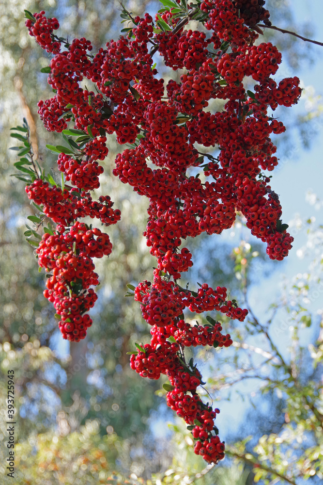 Close-up selective focus of the a cluster of rowan berries Close-up selective focus of the a cluster of rowan berries